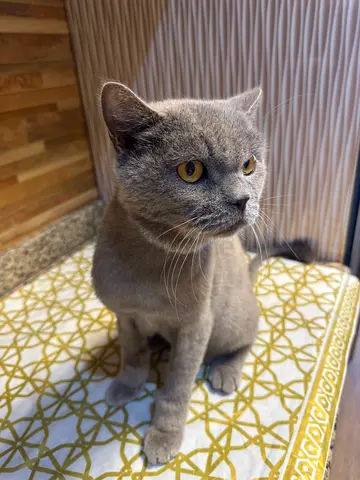 Olvin is for adoption