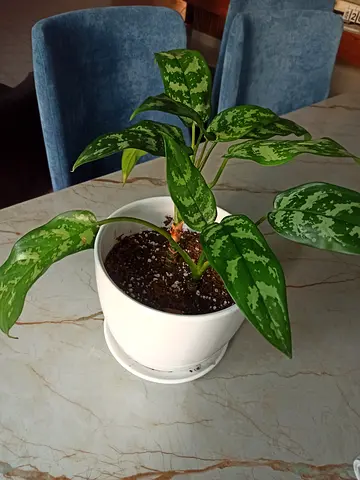 Healthy Aglaonema (Chinese Evergreen) in White Pot - Ready to Rehome