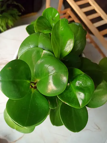 Healthy small indoor potted plant - Peperomia (easy care)