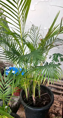 Healthy Potted Indoor Palm Plant
