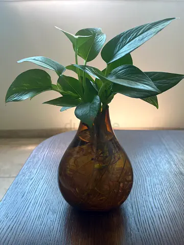 Pothos for sale