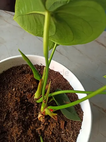 Anthurium Red - Flamingo
