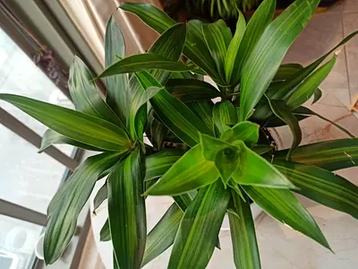 Healthy indoor Dracaena plant - ready to rehome