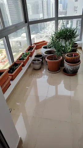 Collection of Potted Plants and Garden Planters