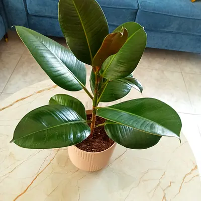 Rubber Plant (Ficus elastica) potted, healthy indoor houseplant