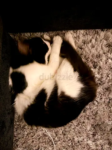 Young black and white cat ready for adoption — affectionate indoor cat male