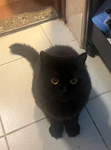 Persian cat for adoption