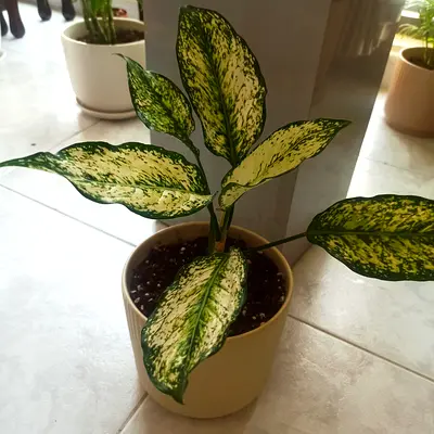 Dieffenbachia (Variegated Dumb Cane) indoor potted plant - healthy, ready to move