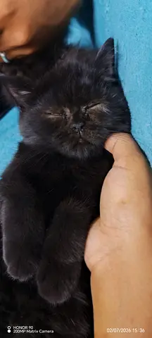 Free Kitten – Looking for a Loving  Caring Family