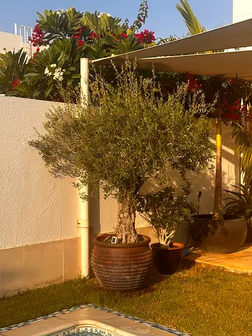 75 years old Olive Tree with Decorative planter
