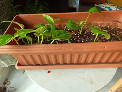 Pothos (Golden Devil) Cuttings in Long Terracotta Planter - Ready to Grow