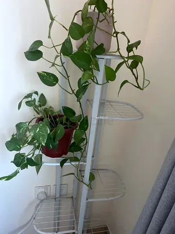 Plant for sale