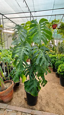Large monstera on pole (Indoor Plant)