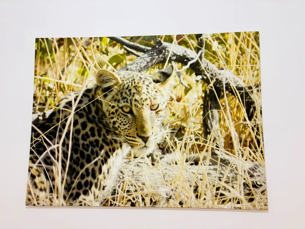 gallery-image