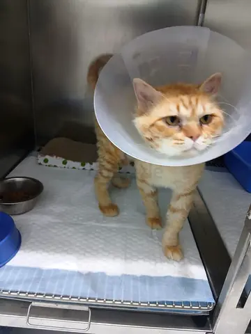 Cats for adoption little sun shine