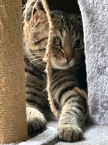Home lovely cat