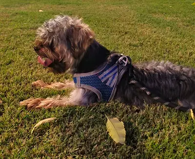 Oreo, small male dog Yorkshire Terrier , friendly, free to a caring home