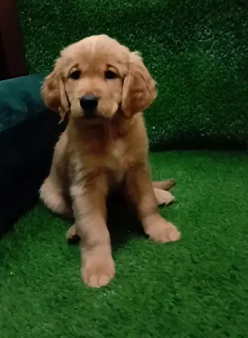 Golden retriever puppies