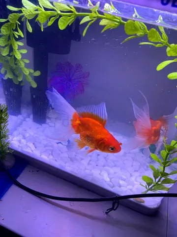 JEBO QR223 Aquarium – Excellent Conditi