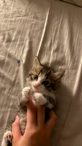 Kittens