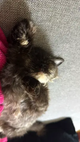 Kitten For Free Adoption