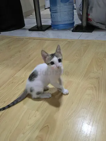 Young female kitten, healthy and playful - ready for free adoption