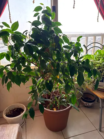 Indoor plant