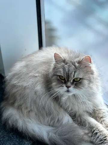 Tuffy