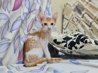Ginger Female kitten - last sibling to rehome. Finding loving home