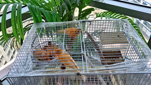 Cage with pair of canary with their babies