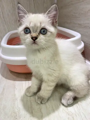 Healthy ragdoll blue-eyed kitten available for adoption — 3 months old