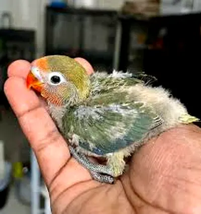 Looking for green Fischer chick baby