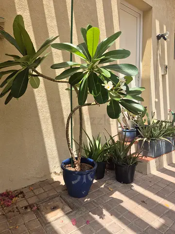 Potted Frangipani (Plumeria) Tree - Mature, Flowering