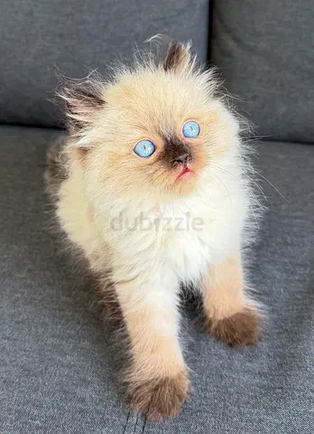 Pure Ragdoll Kittens