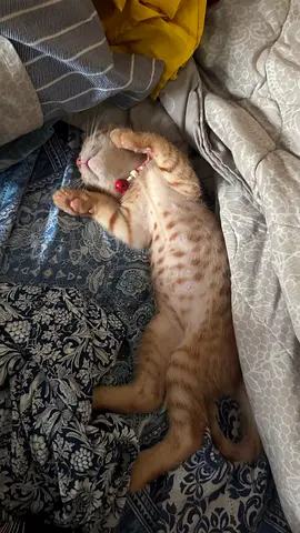 Young affectionate tabby kitten available for adoption