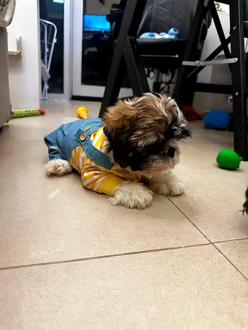 Shih Tzu Puppies Looking for Loving Homes