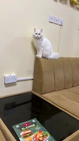 Cat with full accessories