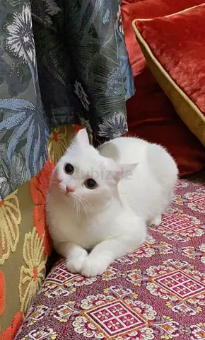 URGENT: only caring homes White female cat looking for a new home - affectionate indoor cat
