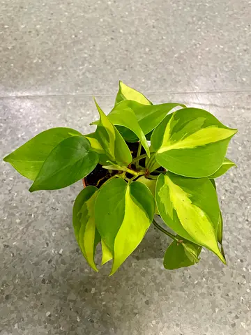 Philodendron Brasil (9cm-small)