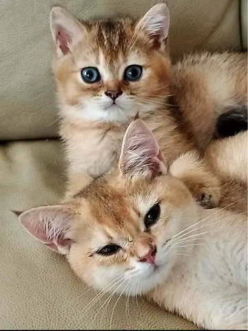 Cat kitten British short hair
