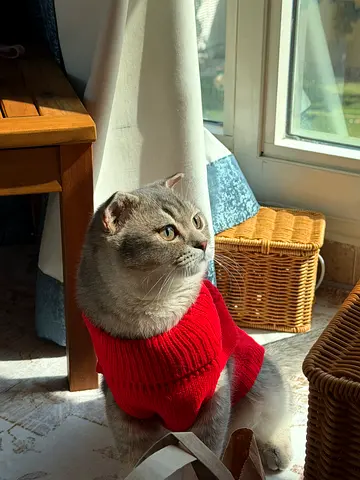 Scottish fold looking for a forever home