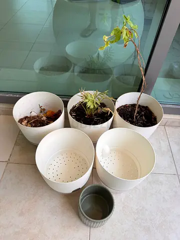 Pots with some plants