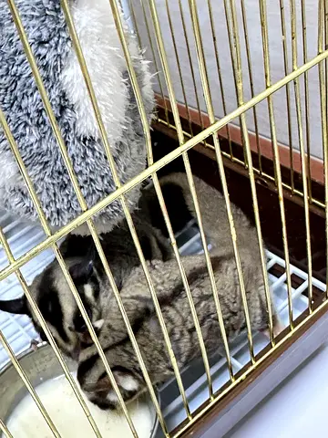 Hamster Sugar