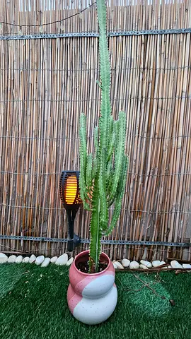 Tall Euphorbia cactus in ceramic pot - indoor/outdoor decorative plant