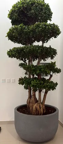 Large indoor bonsai-style potted tree — mature decorative ficus
