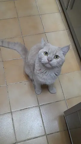 Cat for adoption