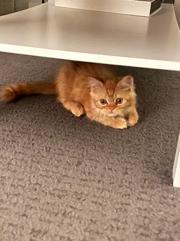 Fluffy Ginger kitten