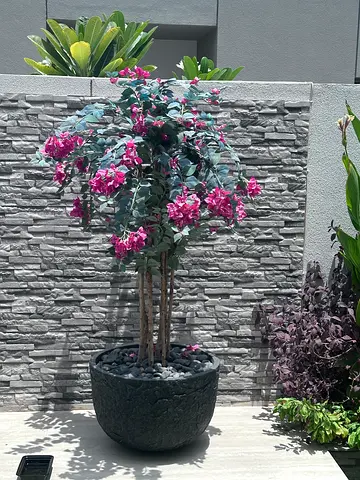 Large Artificial Bougainvillea Tree in Decorative Pot - Outdoor/Indoor
