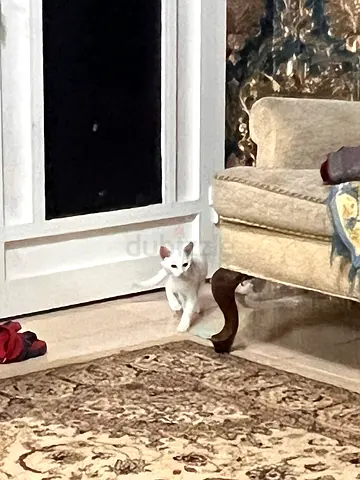 Free cat