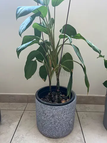 Plant for sale